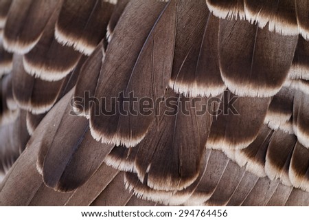 Close up photo of brown feathers - macro