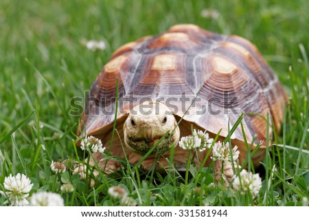 Cute turtle crawling on the green grass