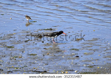 birds wading in the sea looking for food