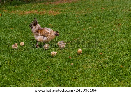 Chicken and chicks, South Africa