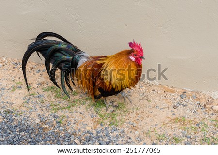 Cock, South Africa