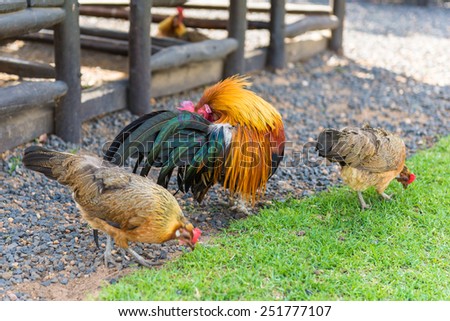 Cock and Chicken , South Africa