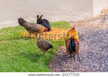 Cock and Chicken , South Africa