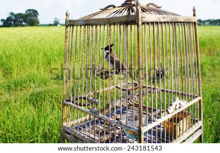 a bird in cage in field