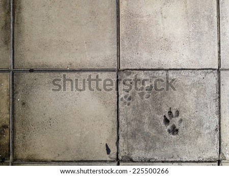 Dogs\' footprint on the pathway