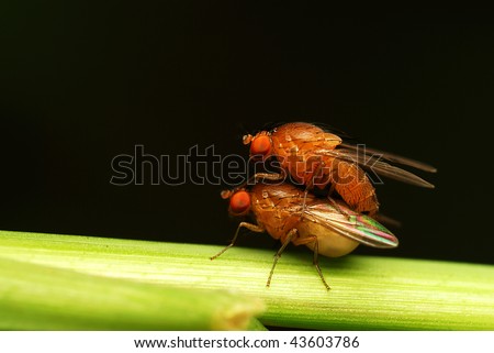 Mating pair of fly