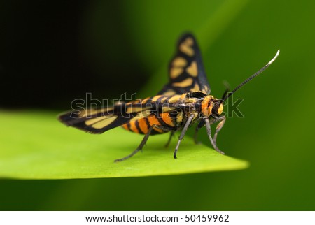 Macro of a tiger moth resting on leaf
