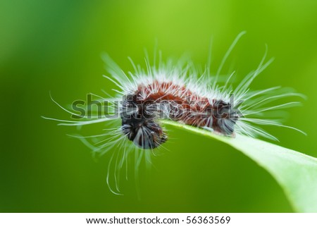Macro of caterpillar resting on leaf