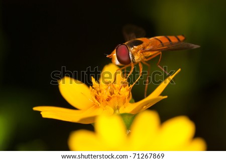Orange Hover-fly