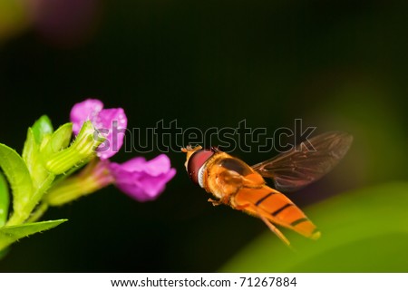 Orange Hover-fly