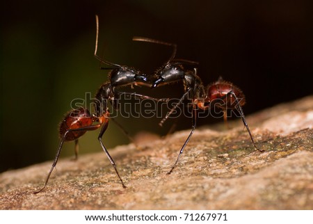 Jungle Ants