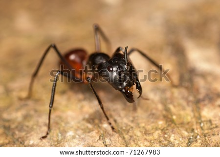 Giant Black Jungle Ant