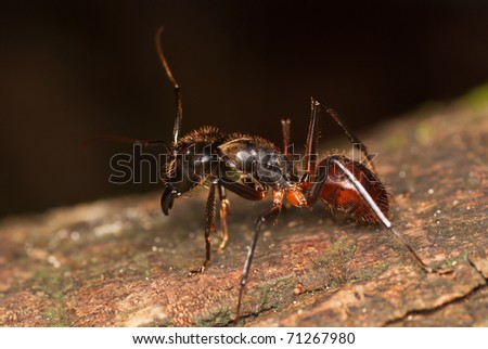 Giant Black Jungle Ant