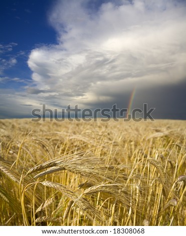 A field of ripening barley sits beneath a rainbow, offering hope for the future of agriculture.
