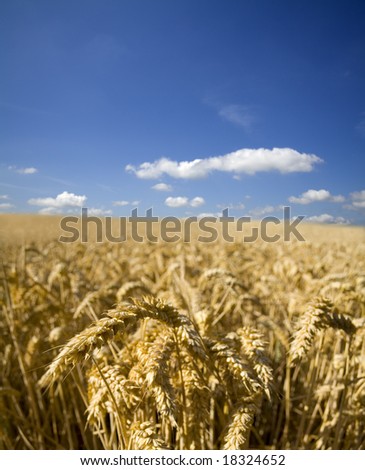 A field of ripe summer wheat awaiting harvest under a bright blue sky. Includes copy space.