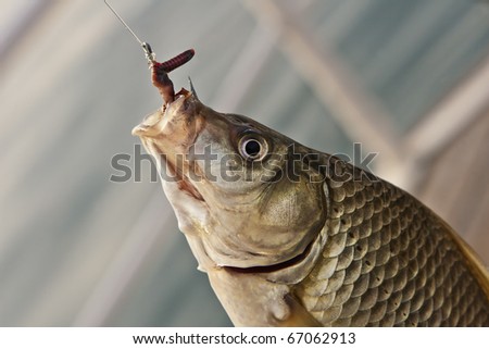 Hooked crucian carp close-up hanging on hook with worm bait