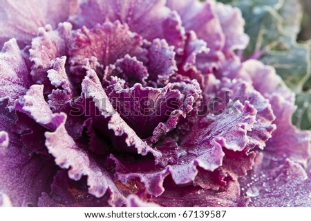Red decorative cabbage covered with hoarfrost