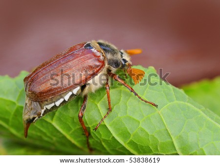 wonderful may beetle on green leaf