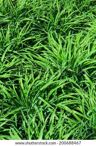Green bright summer grass pattern texture