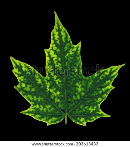 Green maple leaf isolated on black background with colorful ornament, decoration