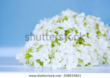 Closeup macro still life of beautiful spring blooming white flowers hydrangea on a sky blue background