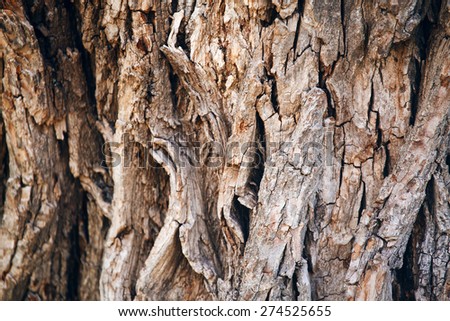 Closeup of texture background of an old oak tree bark