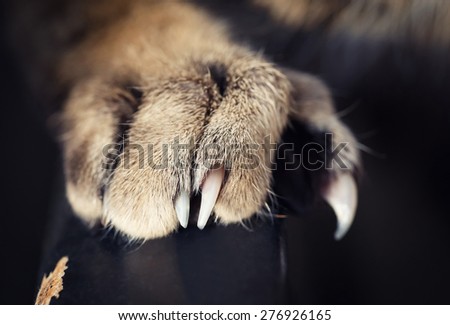 Closeup macro photograph of cat claws paws, scratch on wooden black surface, soft focus, shallow depth of field