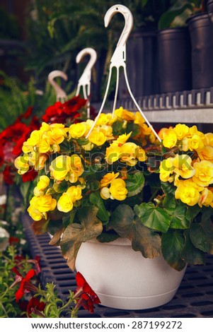 Yellow red white flowers with green leaves in pots near in front of shop, store, in the street, beautiful design decoration, summer day. Selective focus