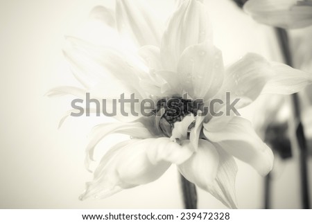 Beautiful white flower close up - soft black and white image.