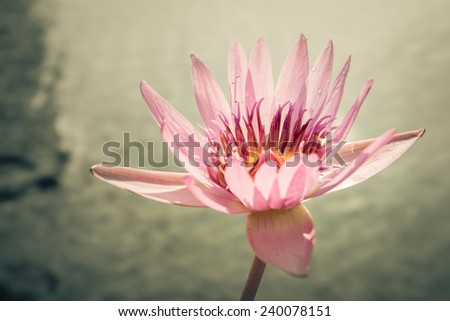 A close up of lotus flower from  an outdoor pond.
