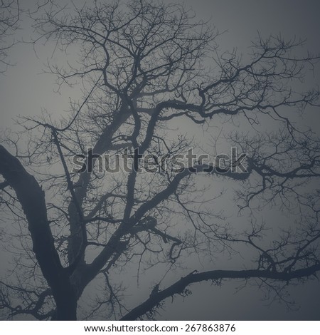 Branches of huge tree without leaves. Silhouette effect. An abstract nature background.