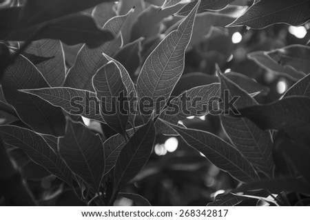 Close up of plant leaves. Black and white image with high contrast. A beautiful abstract nature background.