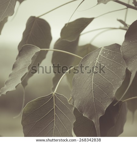 Close up of Peepal (Ficus) tree leaves. An abstract nature background.
