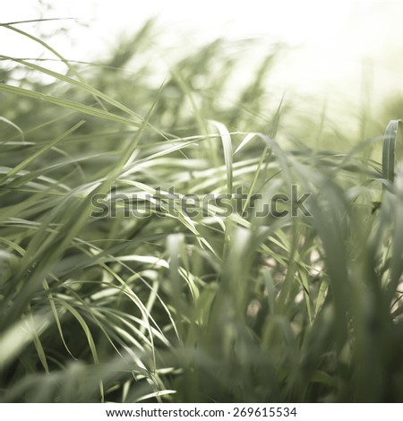 Close up of green grass blades. Out of focus, lens blur effect.