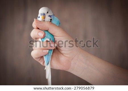 Hands holding a blue bird on wood background