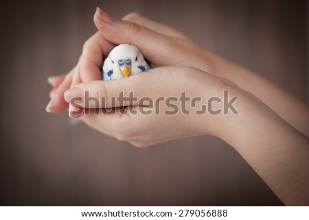 Hands holding a blue bird on wood background