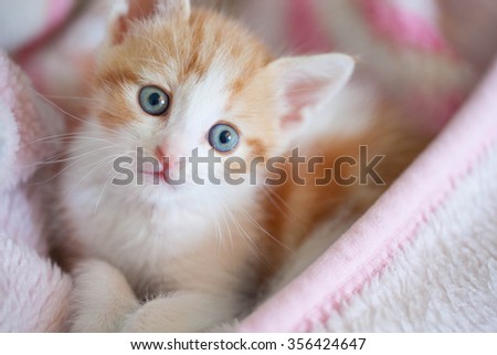 kitten sleeping in a hot pink blanket