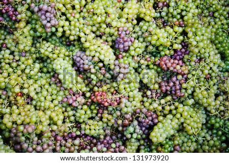 Background with color grapes. Grapes are purple, green and blue. Complete filling of the frame.