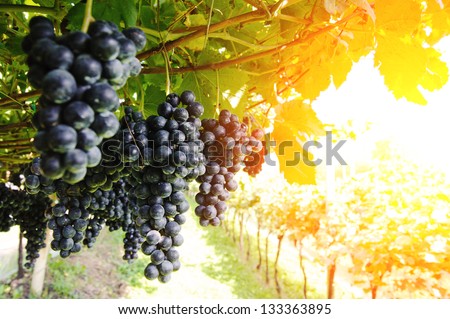 Vineyard. Ripe, Juicy Bunches Of Purple Grapes Hang On The Vine. There Are Green Leaves Around The Grapes, Sunlight Makes The Way Through Them. Nobody Is Around.