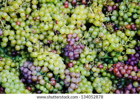 Background with color grapes. Grapes are purple, green and blue. Complete filling of the frame.