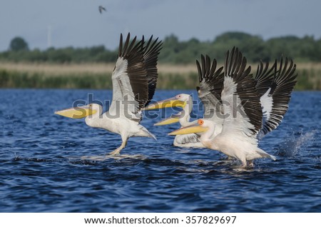 Pelicans taking off in a synchronous flight, on a lake in the Danube Delta, Romania