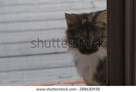 Cat peering through a screen door.