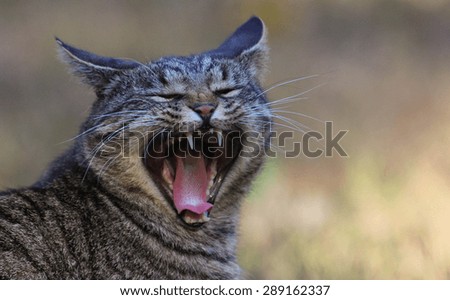 Cat Yawning and Exposing Teeth