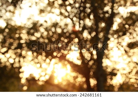 Bokeh background of light through trees in evening light in quite dark color