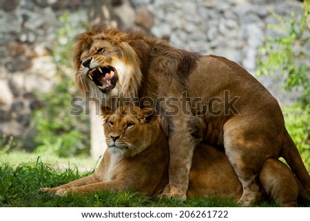 Lion and lioness (series)