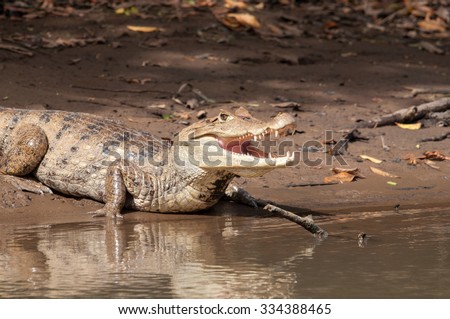 Resting Alligator in National Park Cano Negro in Costa Rica.