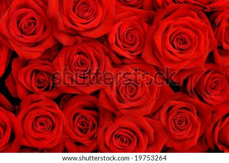 Big bunch of red roses