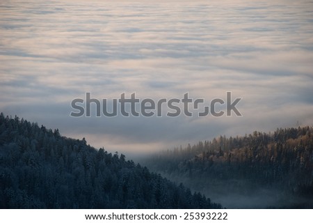 Sea of clouds over the forest