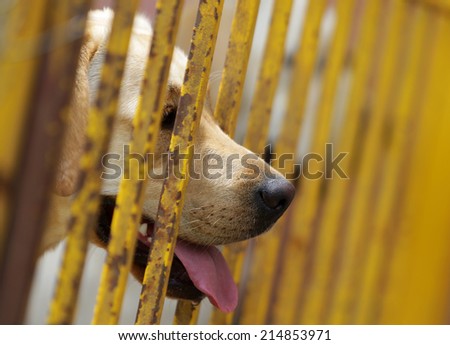 Golden retriever guide dog