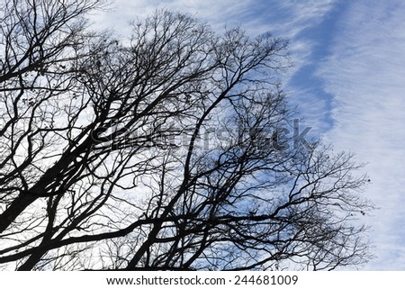 Silhouette of tree branches against the blue sky with clouds.